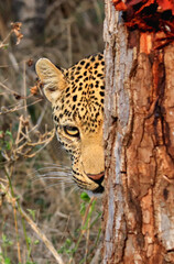 Leopard lurking behind a tree in Kruger National Park