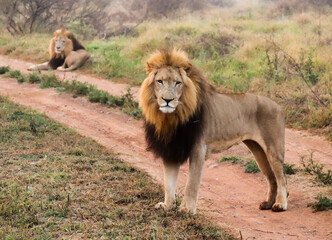 Pair of young lions on the road with powerful bearing in Kruger National Park