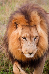 Closeup of lion with big mane in Kruger national park