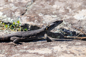 Small lizard from south africa