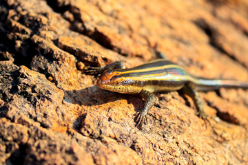 Brightly colored lizard sunbathing in South Africa