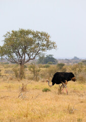 Lone ostrich on the savanna in Kruger National Park