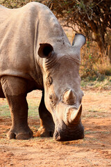 Closeup of rhinoceros in swaziland reserve