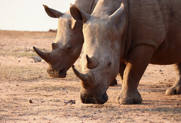 Rhinos grazing in the savanna in Swaziland reserve