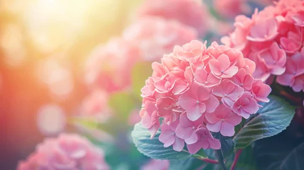 Foto auf Leinwand Beautiful pink hydrangea © Misha