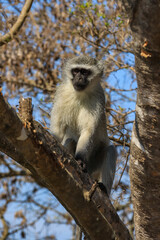 Young and playful Vervet monkey on a tree
