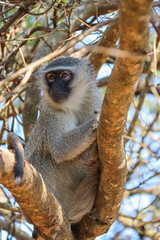 Vervet monkey perched on tree in south africa