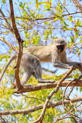 Vervet monkey perched on tree in south africa