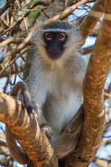 Vervet monkey perched on tree in south africa