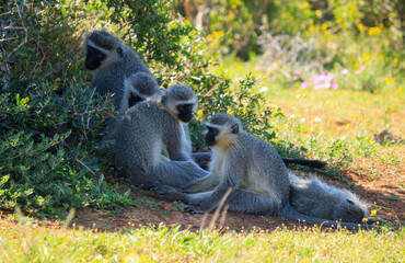 Family of Vervet Monkeys enjoying the shade in Kruger National Park