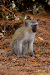 Obraz premium Vervet monkey perched on tree in south africa