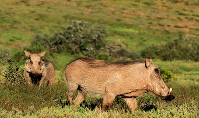 Pair of warthogs calmly grazing in South Africa