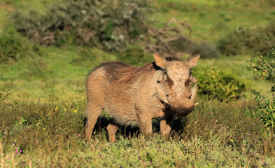 Warthog attentive to the camera in South Africa