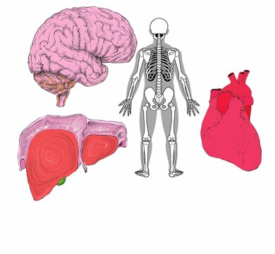 human body anatomy body parts isolated white background illustration. 