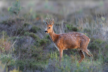 Roe deer (Capreolus capreolus), also known as the roe, western roe deer, or European roe in the warm light of the sun just before sunset in National Park Hoge Veluwe in the Netherlands