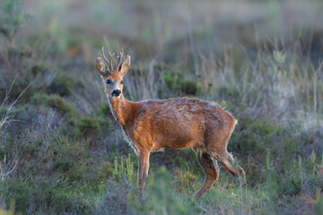 Roe deer (Capreolus capreolus), also known as the roe, western roe deer, or European roe in the warm light of the sun just before sunset in National Park Hoge Veluwe in the Netherlands