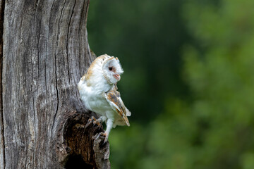 Barn Owl (Tyto alba) sitting in a tree in Noord Brabant in the Netherlan