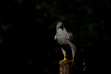 Northern goshawk sitting on a branch with a black background  in the forest of Noord Brabant in the Netherlands with copy space        