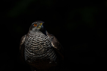 Northern goshawk sitting on a branch with a black background  in the forest of Noord Brabant in the Netherlands with copy space        