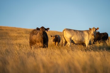 Close up of a black and white cows grazing on pasture in a field on a farm with the sun setting below in australia.