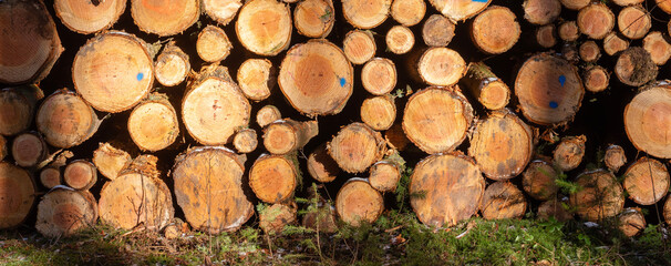 logs of spruce wood in winter forest
