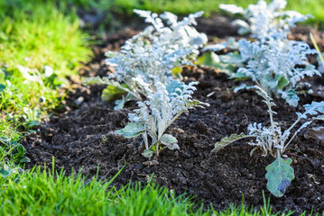 Jacobaea maritima blooming in the garden in summer.