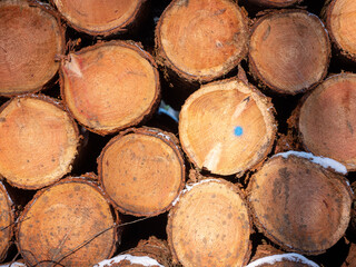 Fototapeta premium logs of spruce wood in winter forest
