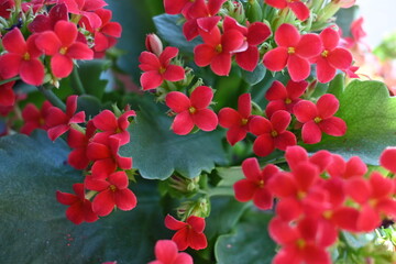 Kalanchoe rosso