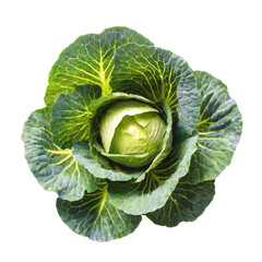 Obraz premium White cabbage, a bush isolated on a white background, top view