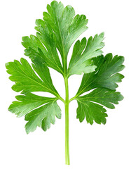 A leaf of parsley on a white background.