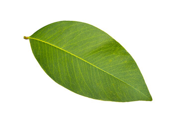 Fototapeta premium Golden shower Golden shower Pudding-pipe tree