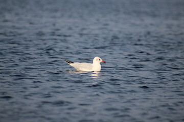 Seagull sitting in the lake