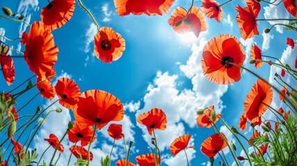 Obraz premium Beautiful poppy flowers from below against a blue sky background. Unusual angle on floral