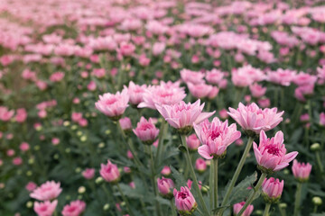 Blurred for backgroud.Pink chrysanthemums in the garden.