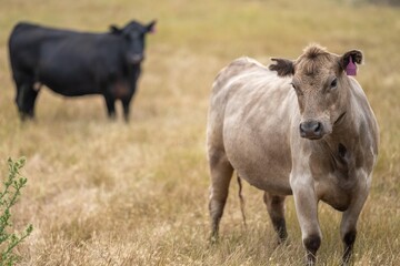 Farming landscape of stud angus and wagyu bulls grazing, with beautiful cows and cattle grazing on pasture in spring on a farm, with a crop growing food 