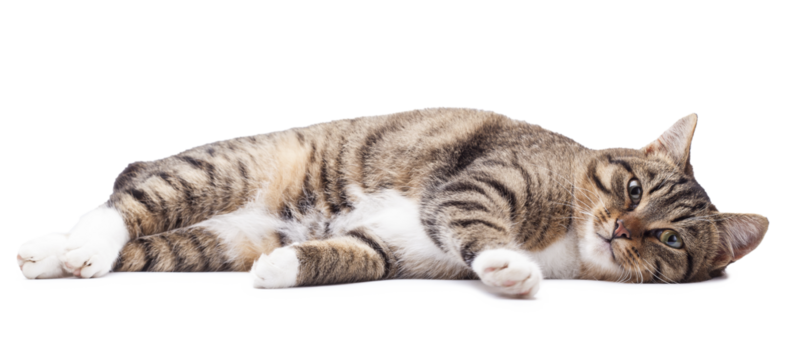 Beautiful grey cat isolated on a white