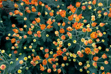 Orange chrysanthemums bloom in the chrysanthemum garden in winter.