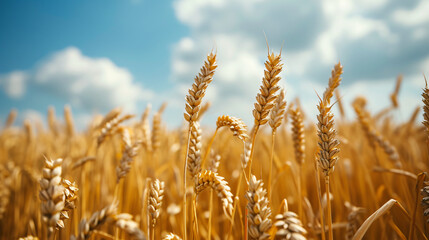 Close up of wheat ears field of wheat - obrazy, fototapety, plakaty