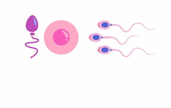 sperm and egg cell. Set of Human body sperm. One sperm is human semen. In the white back