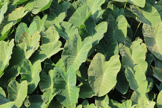 Lotus leaves rise from the pond