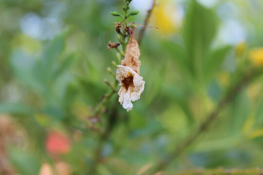 flowers  to wilt.