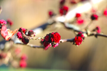 red flowers on the tree
