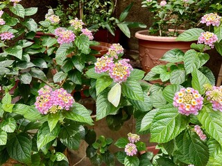 Beautiful of a tropical white butterfly on a blossom in pink flower. 