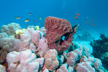 Colorful, picturesque coral reef at the bottom of tropical sea, great sea tube sponge, underwater landscape