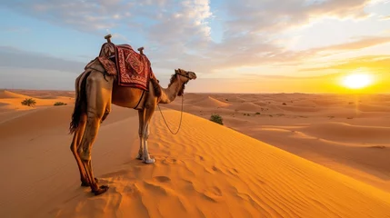 Foto op Plexiglas Camel in desert, UAE theme © arti om