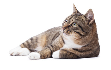 Beautiful grey cat isolated on a white