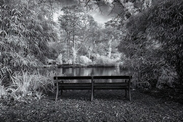 Infrared wood land cornwall uk 