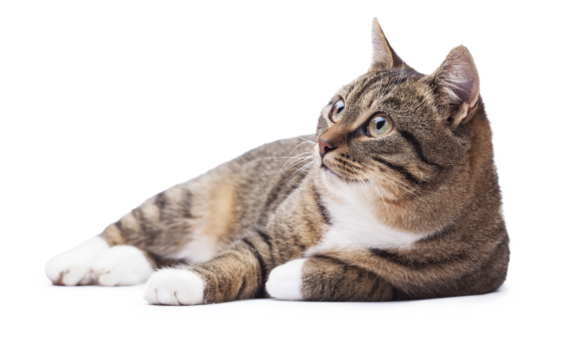 Beautiful grey cat isolated on a white