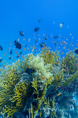 Fototapeta na wymiar Colorful, picturesque coral reef at the bottom of tropical sea, great yellow fire coral with Anthias and chromis fishes, underwater landscape