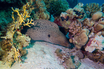 Colorful, picturesque coral reef at the bottom of tropical sea, hard corals and great moray eel,...